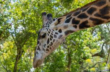 Giraffe bows its head in search of food