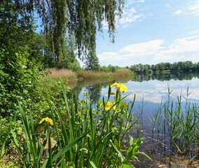Iris am Seeufer