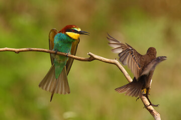 The European bee-eater (Merops apiaster) sitting on a branch and aggressively turns to the thrush.