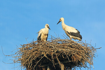storks in the nest