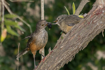 Robin feeding her baby