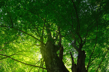 Fototapeta na wymiar tree with lush foliage in green forest