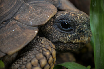turtle on the grass