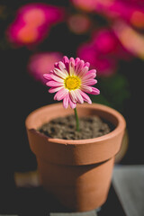 Pretty pink daisy in a flowerpot garden