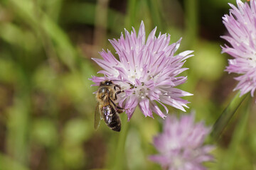 Western honey bee or European honey bee (Apis mellifera) on purple flowers of Chives (Allium schoenoprasum), family Amaryllidaceae. Spring in a Dutch garden.