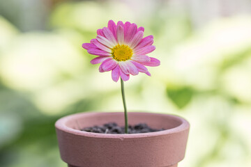 Pretty pink flower in a flowerpot