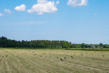 Obraz premium Raben / Krähen auf landwirtschaftlichem Feld