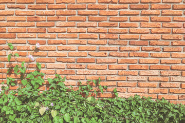 The red brick wall is not plastered and decorated with ivy.