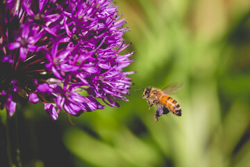 Bee with full pollen sacs in flight and allium flower