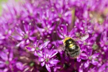 Bee on allium flower