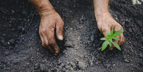 Farmer plants young marijuana sprout in ground at plantation cannabis soil banner legalization gardening, top view