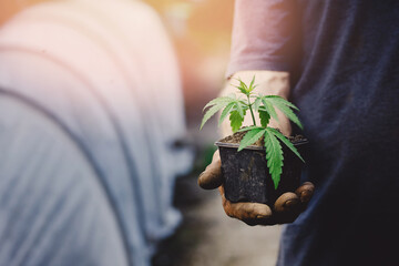 Farmer puts marijuana or cannabis plant into soil, legalization gardening