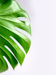 Fototapeta na wymiar Closeup of a big, green, shiny and new leaf of the tropical monstera plant (swiss cheese plant, Monstera Deliciosa) isolated on white background. Copy Space. Popular Exotic palm plant in home decor. 