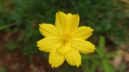 Yellow Flowers in my green garden so beautyful