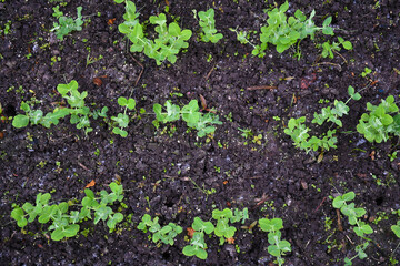Microgreens, sprouts of green peas grow in the open field. Copy space
