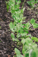 Microgreens, sprouts of green peas grow in the open field. Copy space