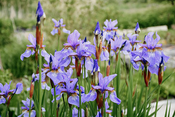Blue flowers Iris versicolor beautifully blooming in the garden