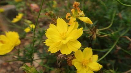 Yellow Flowers in my green garden so beautyful