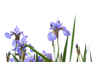 Blue flowers Iris versicolor beautifully blooming in the garden © Alin