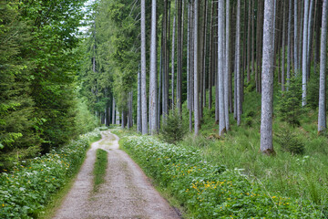 Waldweg / Pfad im Mischwald mit Fichten und Buchen im Fr&uuml;hling / Sommer 