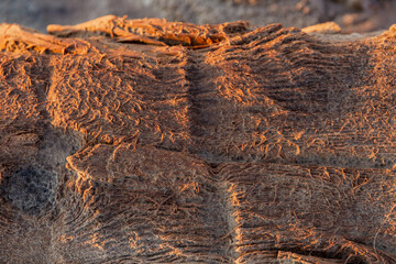 texture of wooden stump destroyed by the steppe wind and salt. Sunset light