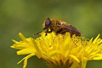 A bee in pollen collects nectar from a flower