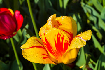 Tulpen auf der Insel Mainau