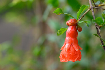 colorful pomegranate flower  closeup on nature background