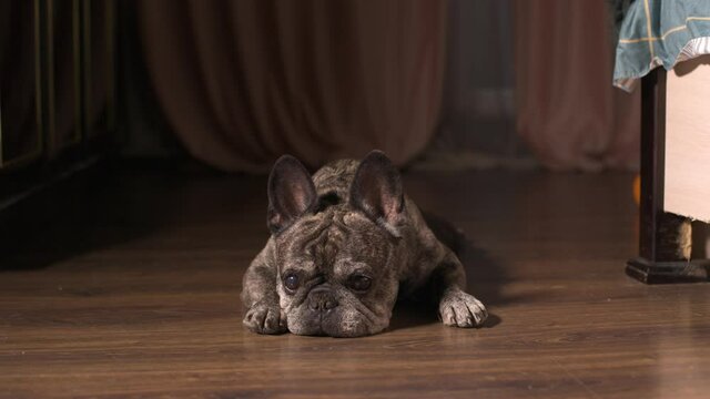 A cute pedigree dog French Bulldog alone at home lies on the floor, waiting for the bored owner. Joyless self-isolation, home quarantine. Sleep slumbers pet. Close-up of the muzzle of the face. 4k
