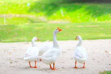 white goose walking on the sand