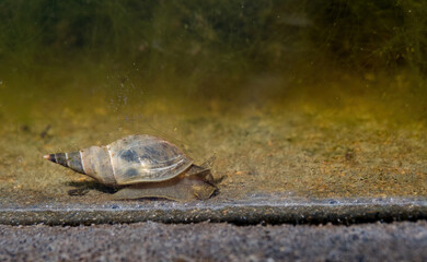 Freshwater pond snail, mollusc. UK.
