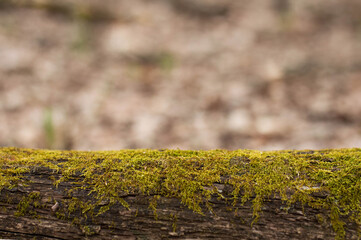 In the foreground is a moss log, in the background is a blurred image of a forest with space for writing text.