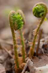 Blurred image of sprouting young fern against the background of the forest.