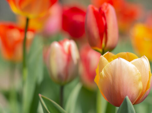 Blurred image of many blooming tulips. Spring background.
