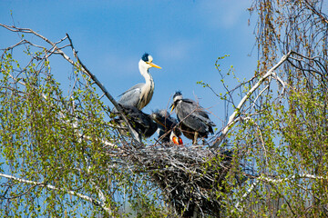Familienleben der Graureiher