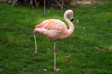 pink flamingo in the zoo