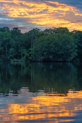Amazon rainforest vertical sunset reflection in Yasuni national park. The Amazon river basin is...