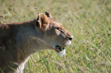 Lioness looking to right and showing teeth as if to catch her prey. Green grass heads  with seeds. Masai Mara, Kenya