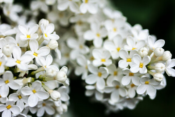 Branches of purple lilac flowers on the dark green natural background. Lilac blooms , Floral background.