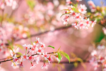 Cherry blossoms are blooming beautifully during winter in northern Thailand.