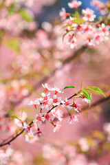 Cherry blossoms are blooming beautifully during winter in northern Thailand.