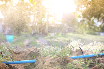 Naklejka premium Planting flower Grandiflora, japanese rose. Beautiful sun plant. 