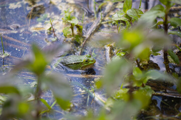 zielona żaba w  jeziorze w szuwarach wiosną