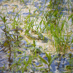 zielone żaby kumkające w jeziorze żabie gody - obrazy, fototapety, plakaty