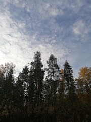 clouds in the forest
