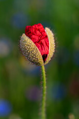 Knospe Klatschmohn Papaver rhoeas Blüte Herz öffnen rot  Mohnblume Klatschrose Nahaufnahme Makro...