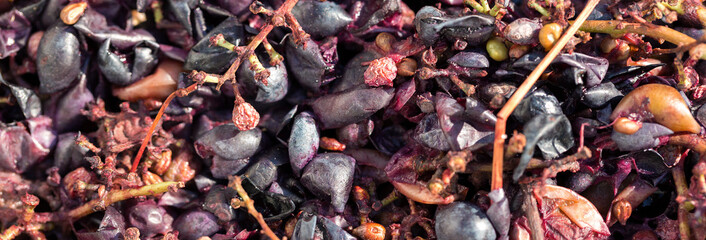 Winepress with red must and helical screw. Production of traditional Italian wines, crushing of grapes.