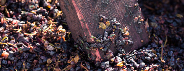 Winepress with red must and helical screw. Production of traditional Italian wines, crushing of grapes.