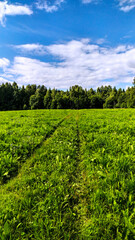 Fototapeta na wymiar green field, forest and blue sky