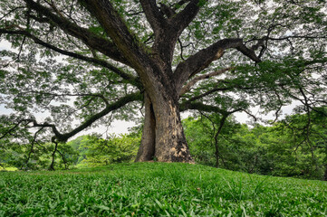 Fototapeta premium Bottom up view point of elder tree , inspiration , calm , growth and strong concept